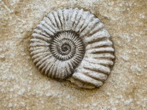 Fossil (2).jpg
